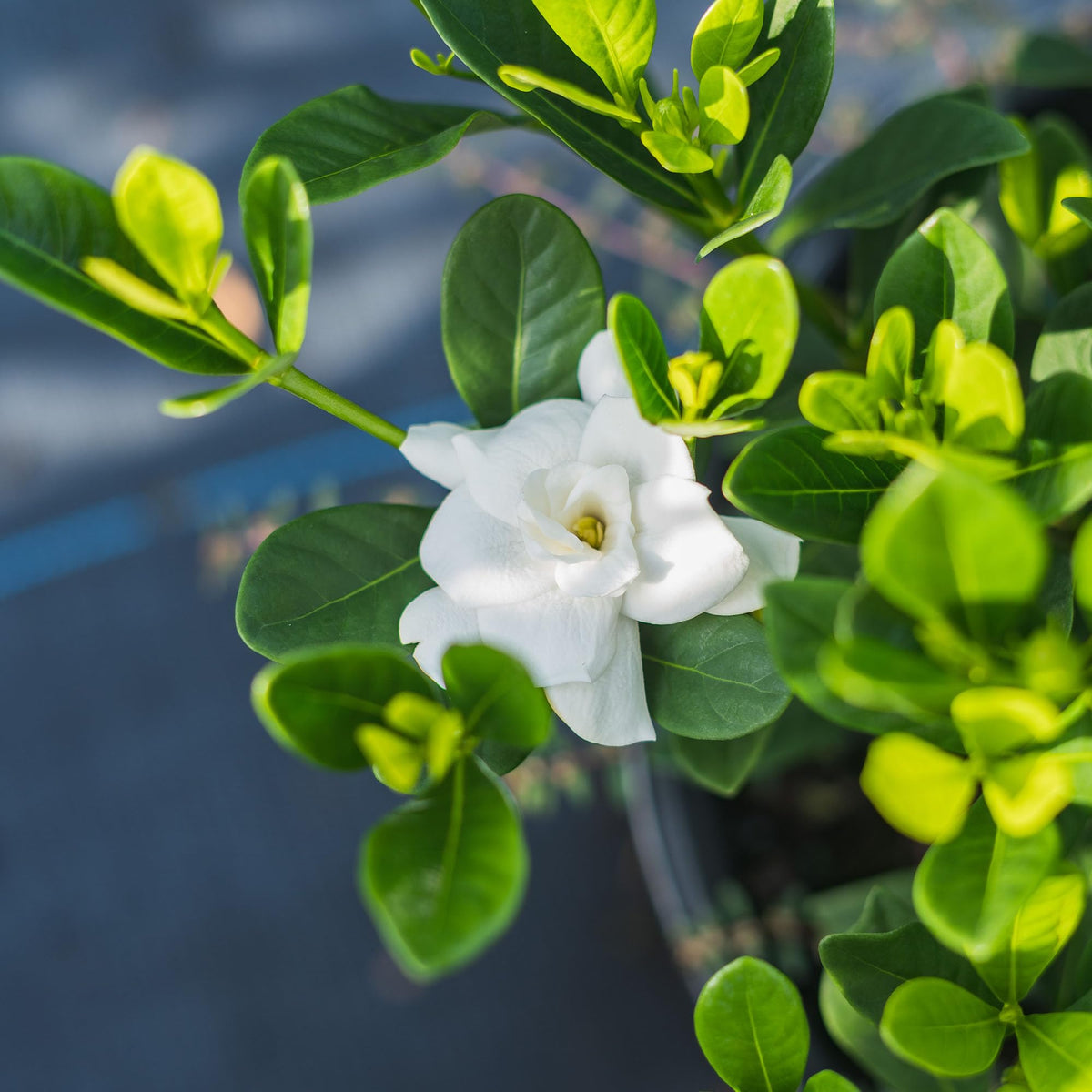 Fragrant Shrub P3293