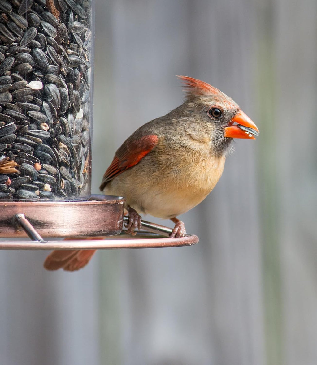 Wild Bird Seed 20 lb Sunflower Blend R88255