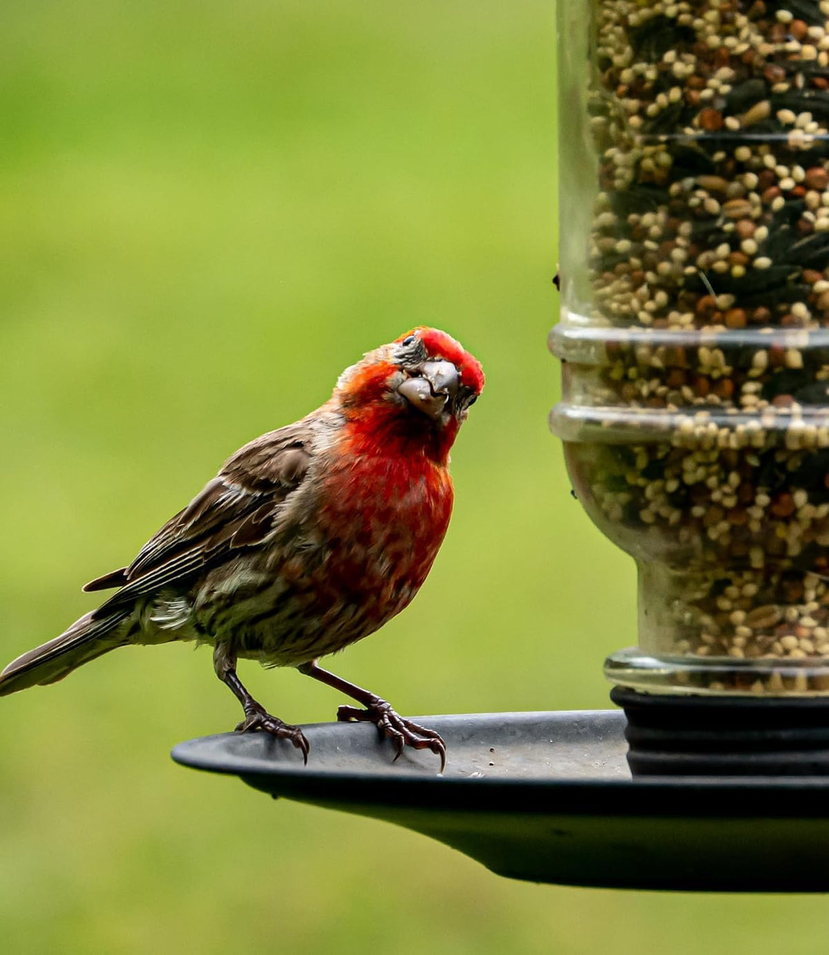 Wild Bird Seed 20 lb Sunflower Blend R88255