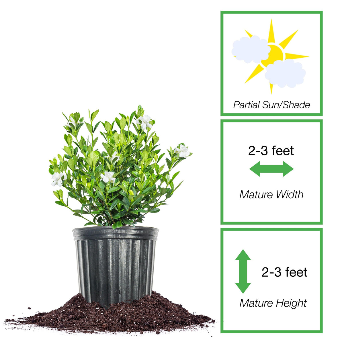 Fragrant Shrub P3293
