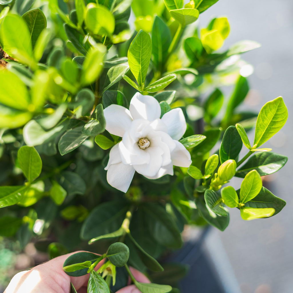 Fragrant Shrub P3293