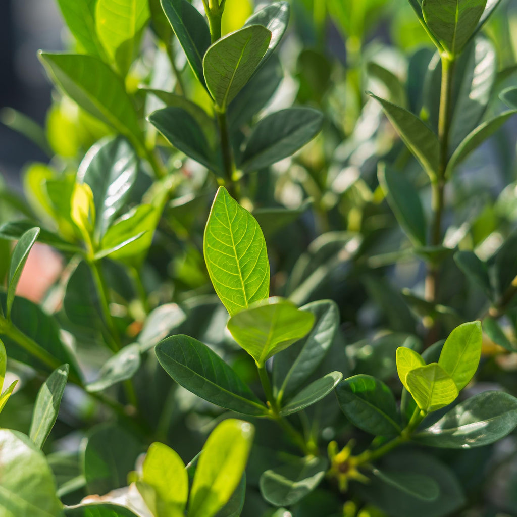 Fragrant Shrub P3293