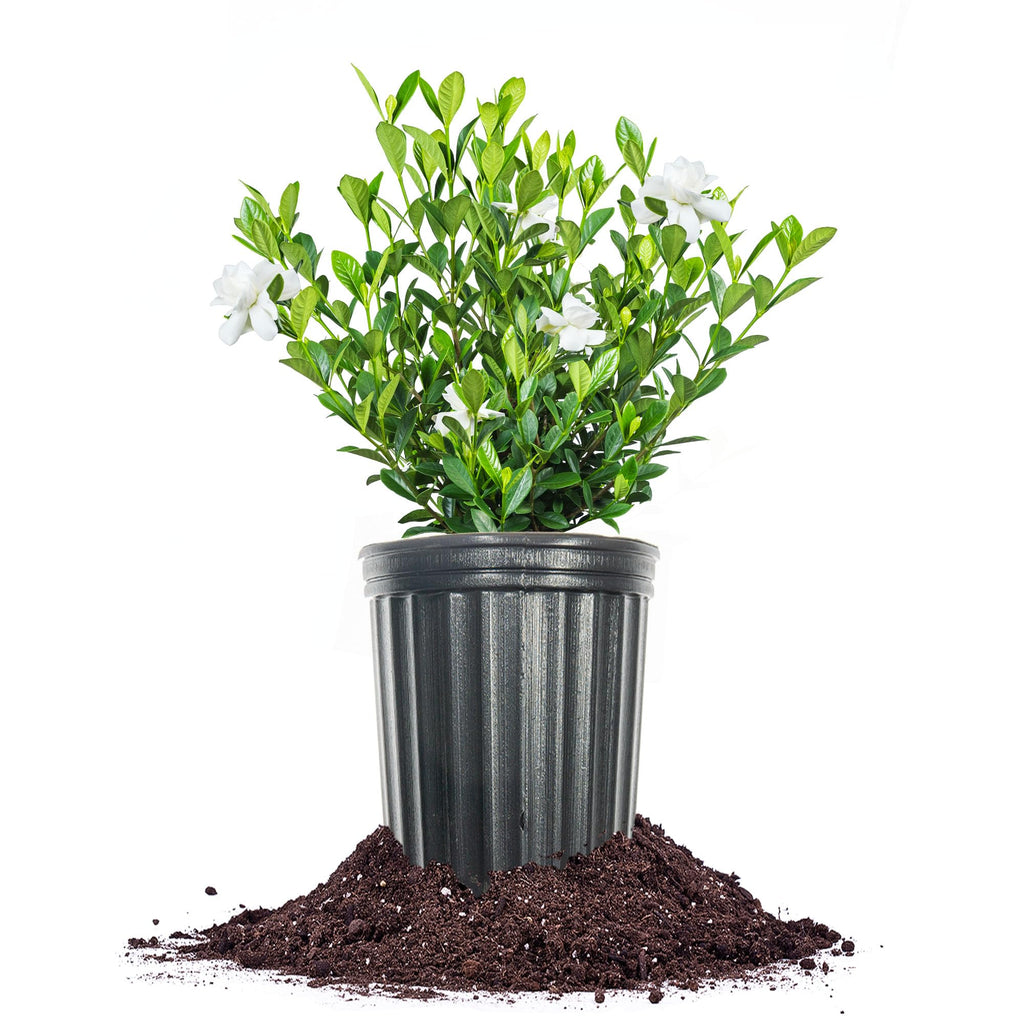 Fragrant Shrub P3293