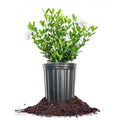 Fragrant Shrub P3293