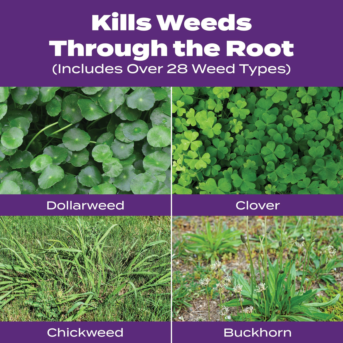 Southern Weed & Feed2, 17.24 lbs. U429965